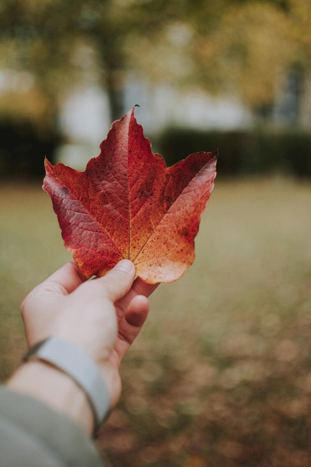 How to live in Canada by only taking English classes?